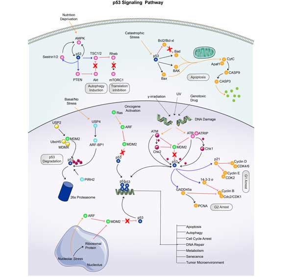 The p53 Pathway