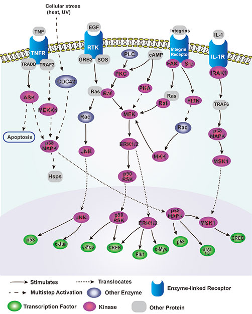 MAPK Signaling Pathway