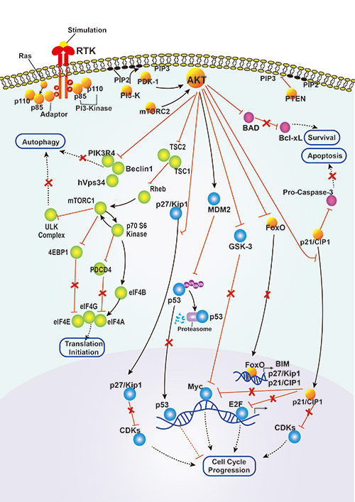 PI3K/Akt Signaling Pathway