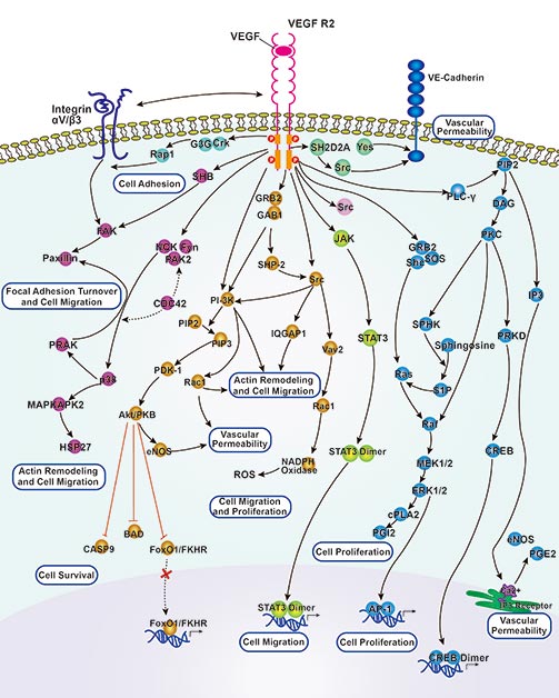 VEGF Signaling Pathway