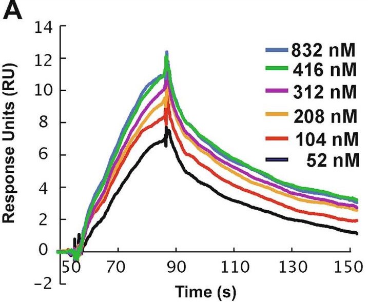 Fig3. SPR sensorgrams showing the dose-dependent binding of ketamine (52–823 nM)
                  to ERα.