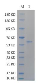 SDS-PAGE (ESR1-18H)