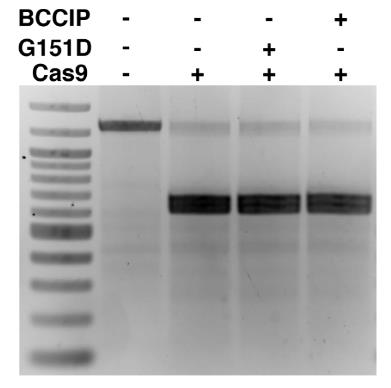 Fig2. In vitro Cas9 nuclease activity assay incubated with RAD51.