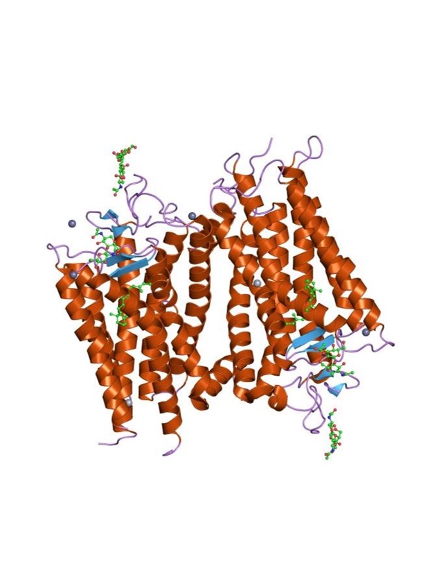 Class A (Rhodopsin-like GPCRs)