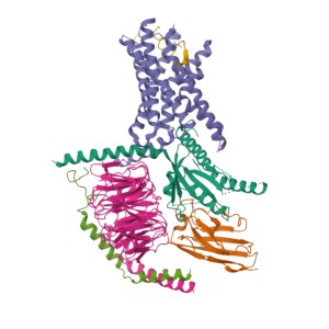 Class B (Secretin-like GPCRs)