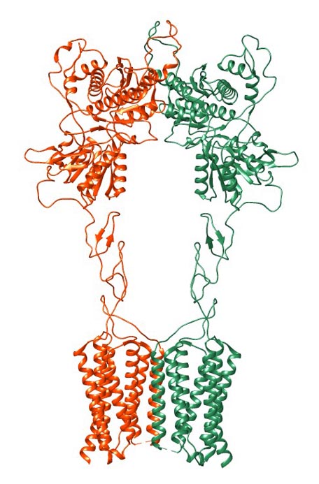 Class C (Metabotropic Glutamate-like GPCRs)