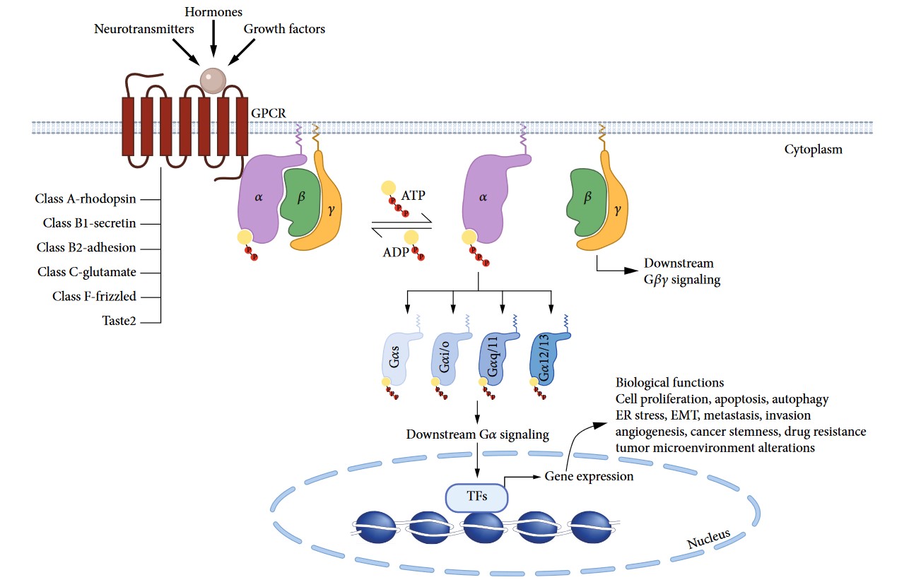 Process of GPCR signaling pathway.