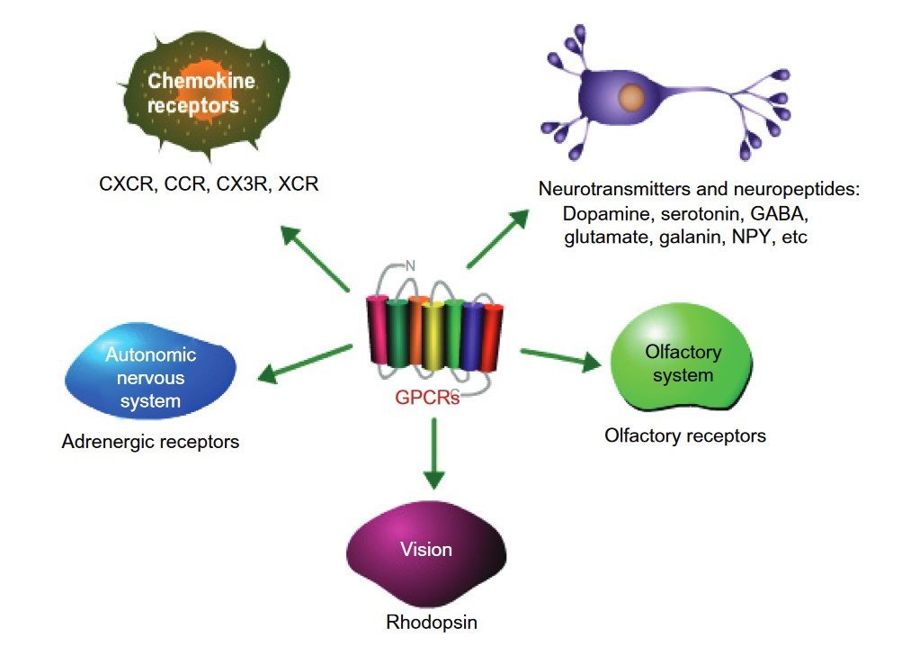 GPCRs play physiological roles in nervous, endocrine, immune, and sensory system.