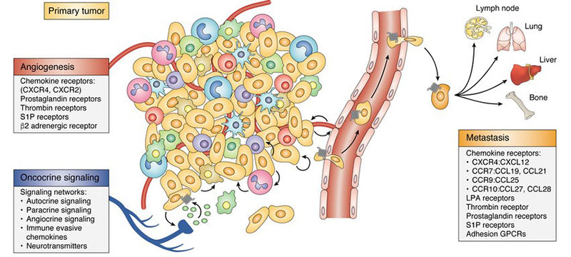 GPCRs influence oncocrine signal transduction, angiogenesis and metastasis.