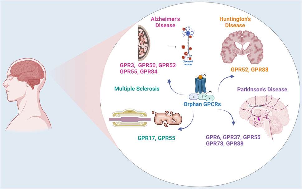 Orphan GPCRs play roles in neurodegenerative disorders.