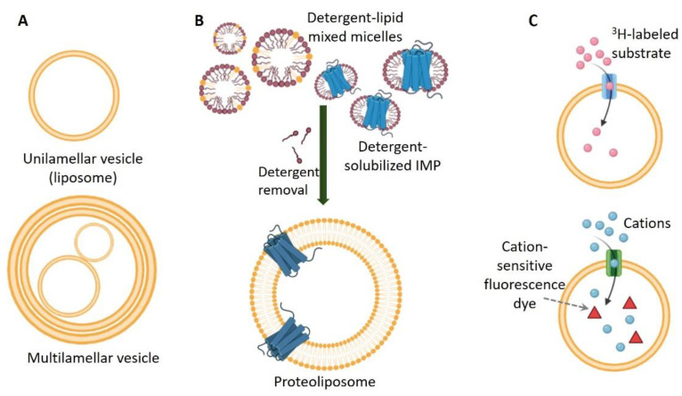 Fig. 1. Integral membrane proteins in liposomes. (Majeed,
          <em>et al.</em>2021)