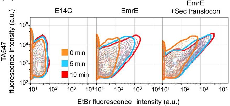 Fig. 3. Two-dimensional FCM data (counter plot) showing the EtBr transport activity of EmrE-displaying
          liposomes. (Ohta,
          <em>et al.</em>
          2016)