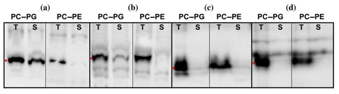 Fig. 4. Cell‐free expression in liposomes. (Bruni,
          <em>et al.</em>
          2022)