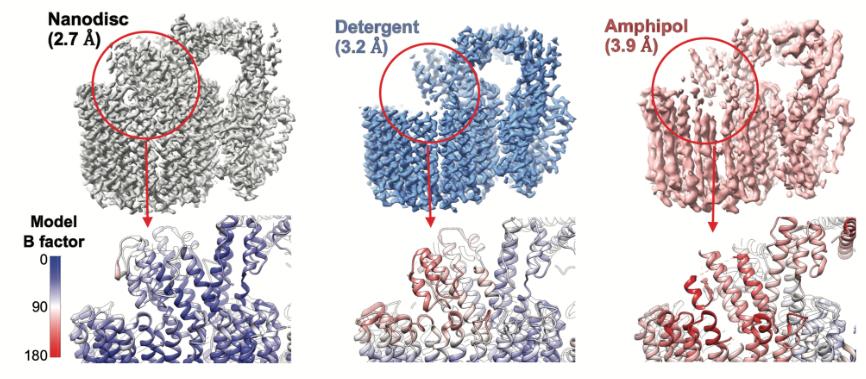  Fig. 2. Resolution and B-factor value comparisons among known cryo-EM structures of V-ATPase V0 complex.
            (Koh,
            <em>et al.</em>
            2024)