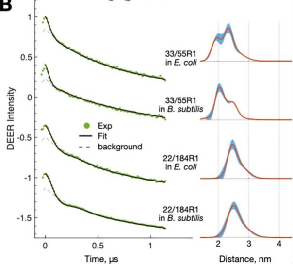 Fig. 3. DEER measurements. (Cheng,
            <em>et al.</em>
            2024)