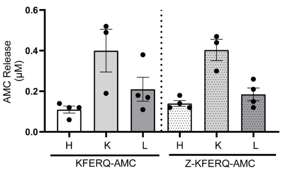 Fig3. Heart liver and kidney were incubated with 50 μM of either KFERQ-AMC or Z-KFERQ-AMC for 3 hours.