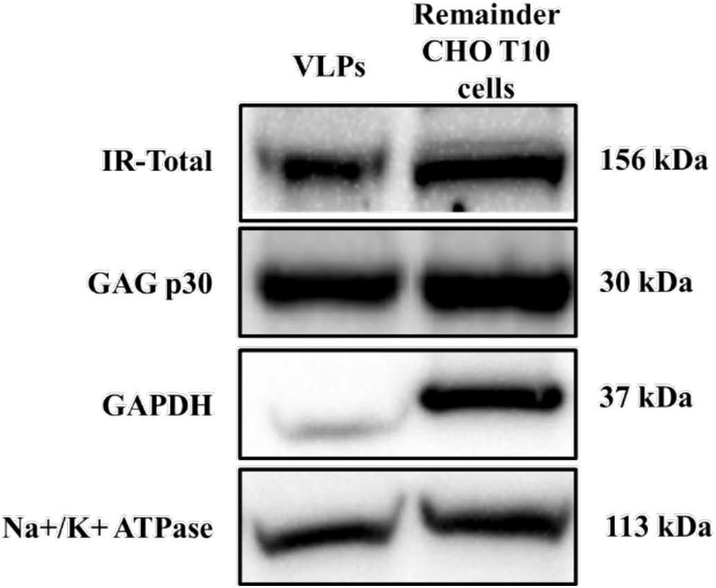 Fig. 1. Insulin receptor expression in VLPs and parental CHO T10 cells after VLP generation. (Sabapathy,
          <em>et al.</em>
          2019)