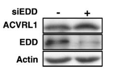 ACVRL1-644H-1.jpg