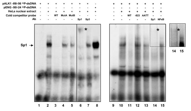 ACVRL1-644H-3.jpg