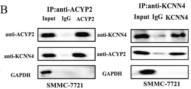 ACYP2-1802H-1.jpg