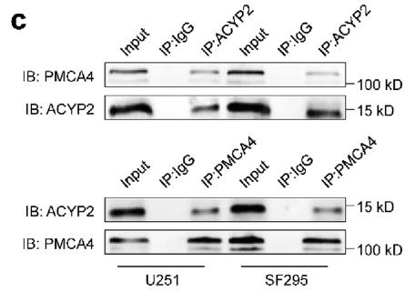 ACYP2-1802H-4.jpg