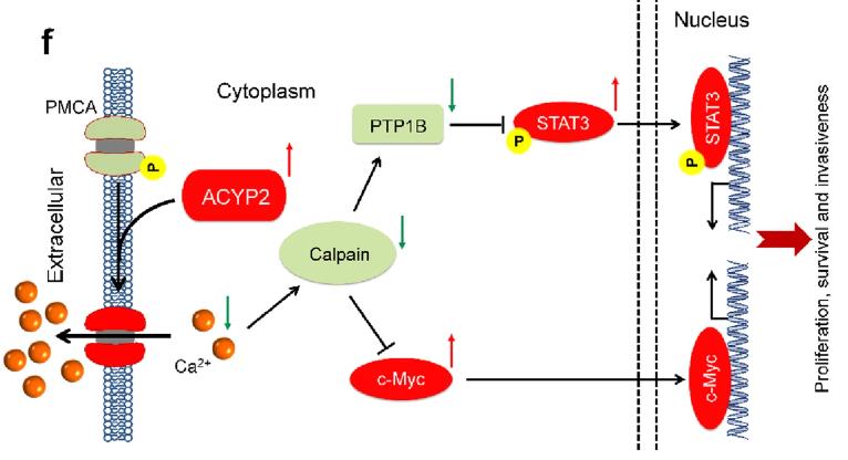 ACYP2-1802H-5.jpg