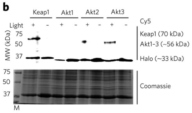 AKT3-131H-1.jpg