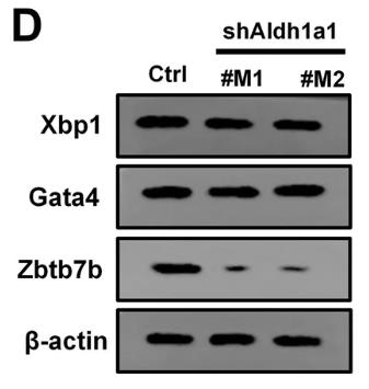 ALDH1A1-3.jpg