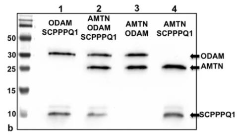 AMTN-221H-1.jpg