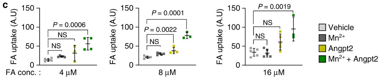 ANGPT2-3182H-2.jpg