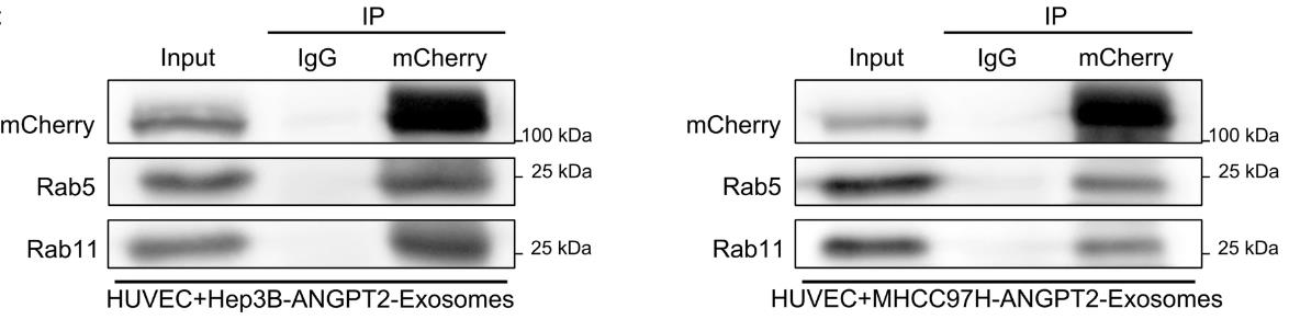 ANGPT2-3182H-4.jpg