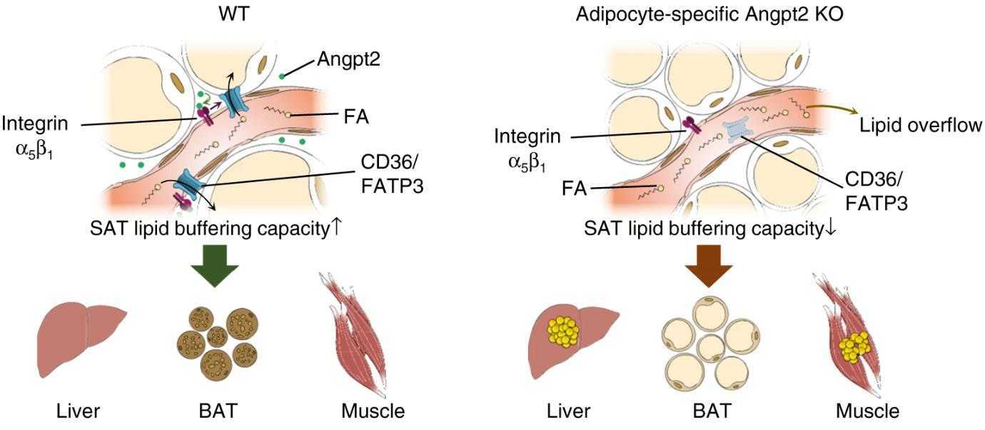 ANGPT2-3182H-5.jpg