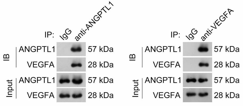 ANGPTL1-162C-3.jpg