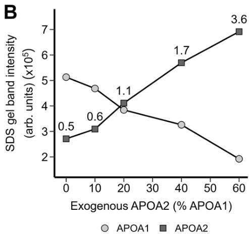 APOA1-33H-1.jpg