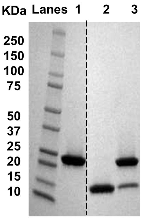 APOA1-33H-2.jpg