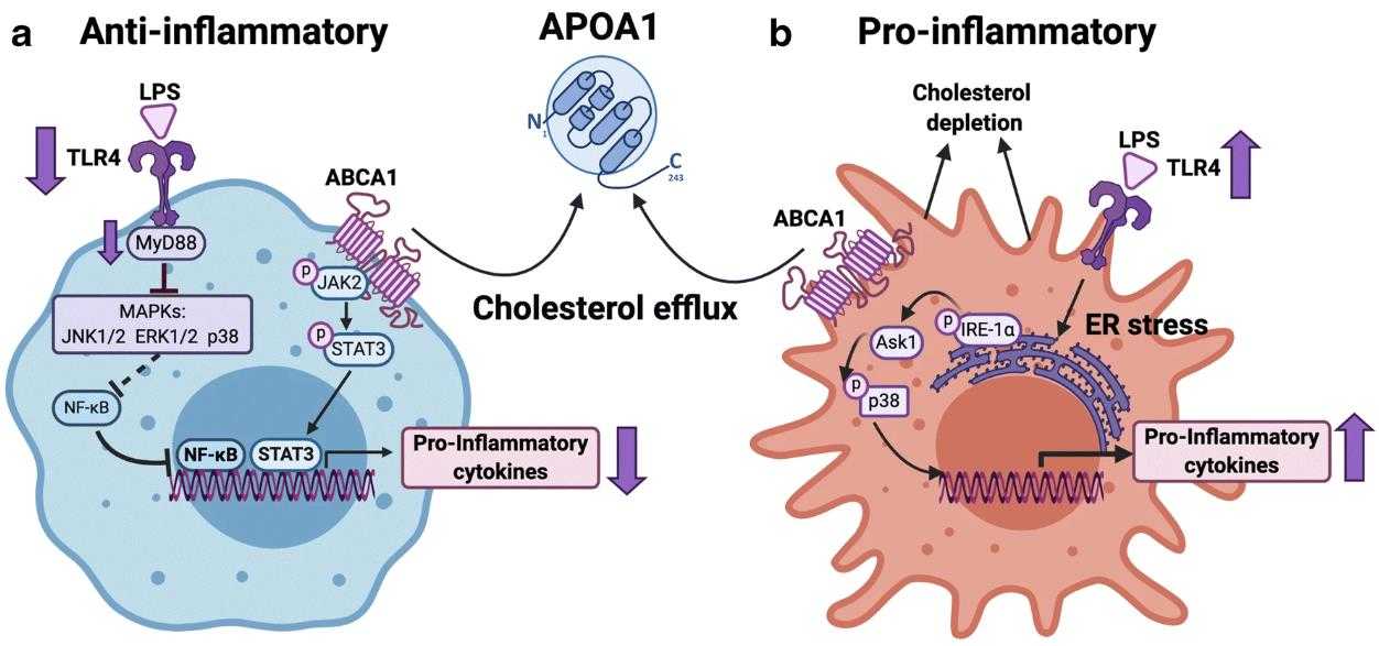 APOA1-33H-5.jpg