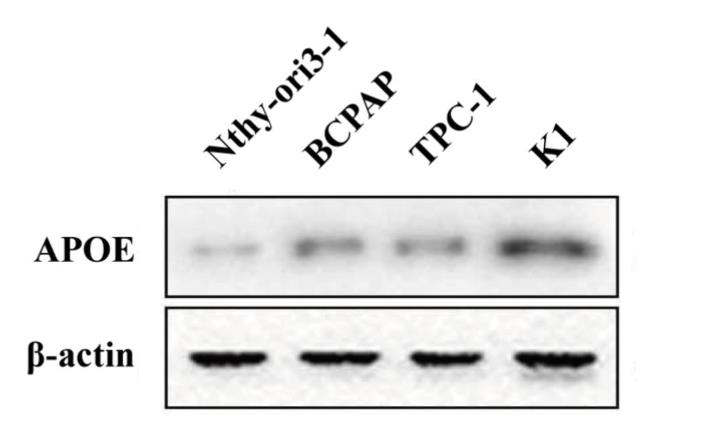 APOE-6865H-1.jpg