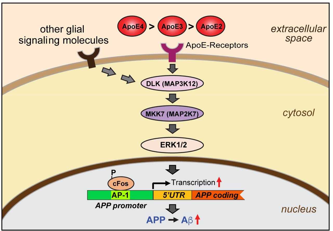 APOE-6865H-5.jpg