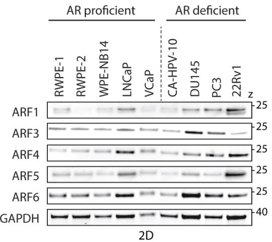 ARF3-237H-1.jpg