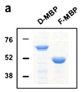 ATP6V1F-10048H-2.jpg