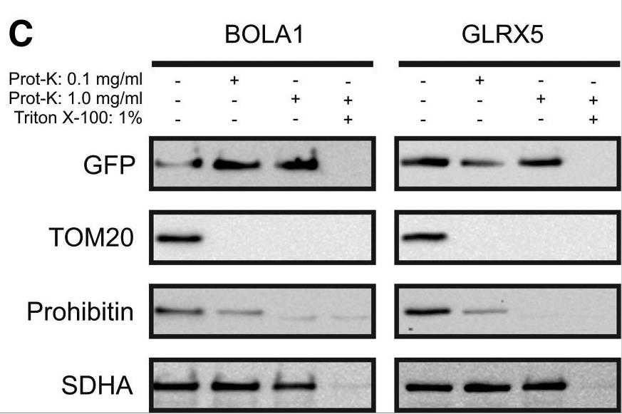 BOLA1-230H-1.jpg