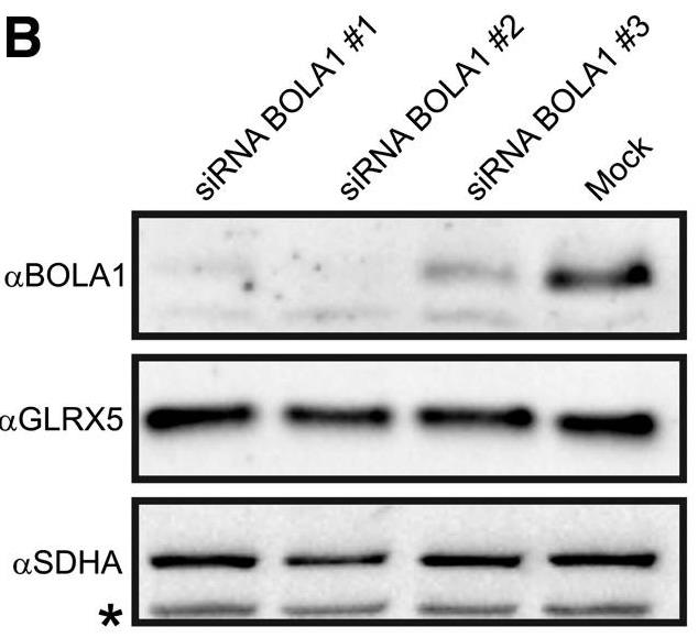 BOLA1-230H-2.jpg