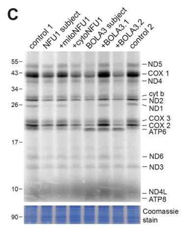 BOLA1-230H-3.jpg