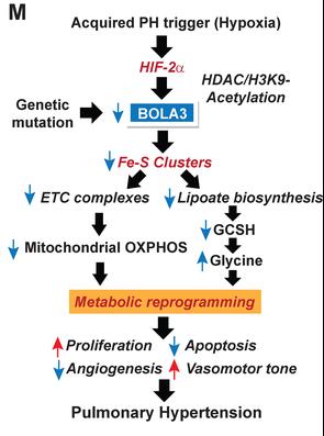 BOLA1-230H-5.jpg