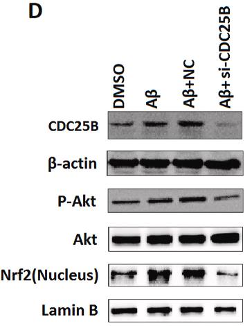 CDC25B-2.jpg