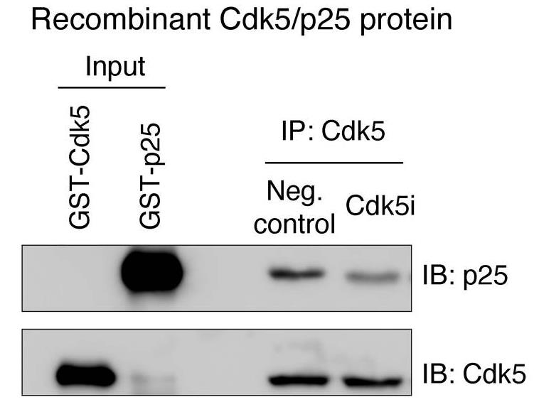 CDK5-236H-1.jpg