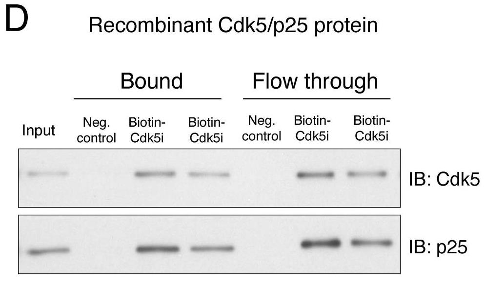 CDK5-236H-2.jpg