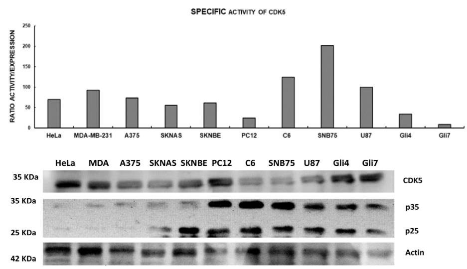 CDK5-236H-4.jpg