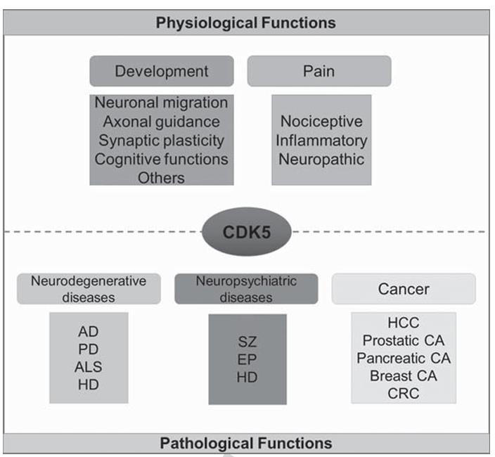 CDK5-236H-5.jpg