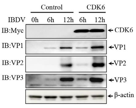 CDK6-2.jpg